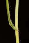 Dwarf umbrella-sedge